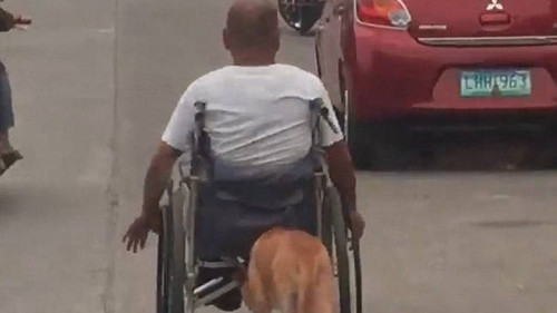 Σκύλος γίνεται σοφέρ και σπρώχνει τύπο σε αναπηρικό καροτσάκι 