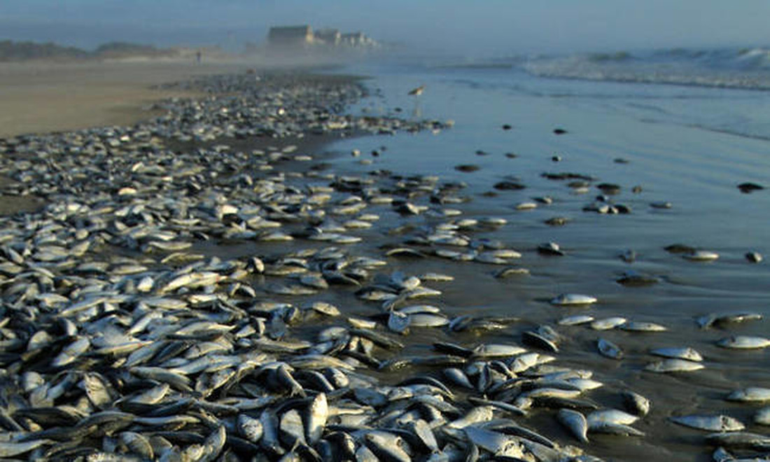 Τι φάση; Χιλιάδες νεκρά ψάρια ξεβράστηκαν σε παραλία