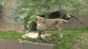 Τα λιοντάρια γιορτάζουν σήμερα και στο ζωολογικό κήπο του Λονδίνου τους έκαναν δώρα (vid)