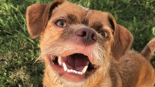 Είναι αυτή εδώ η ΦΑΤΣΑΡΑ ο πιο εκφραστικός σκύλος που είδες ποτέ;