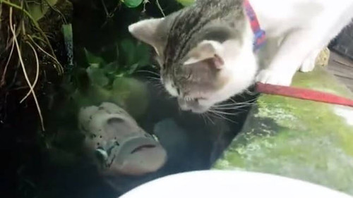 Γάτα εντοπίζει ψάρι στο νερό και αρχίζουν να φιλιούνται παθιασμένα