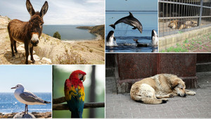 Τι έχουν να μας πουν τα ίδια τα ζώα για την Παγκόσμια Ημέρα τους;