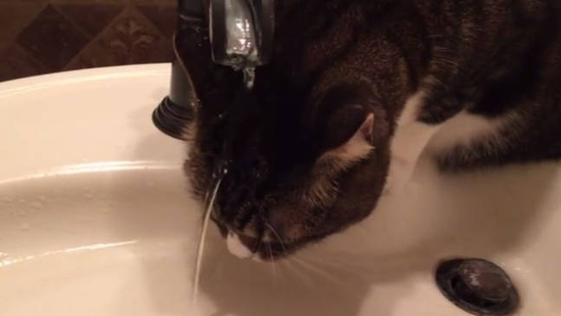 Επιτέλους βρέθηκε γάτα που δεν μισεί το νερό