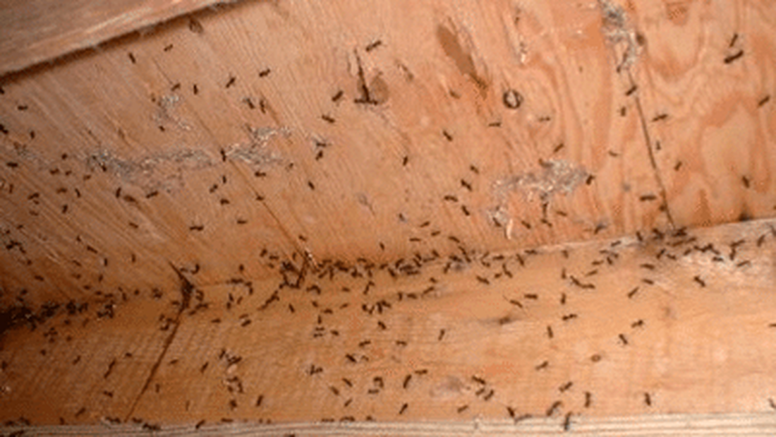 Όταν τα μυρμήγκια κάνουν κατάληψη σε ΚΑΘΕ σπιθαμή του σπιτιού σου