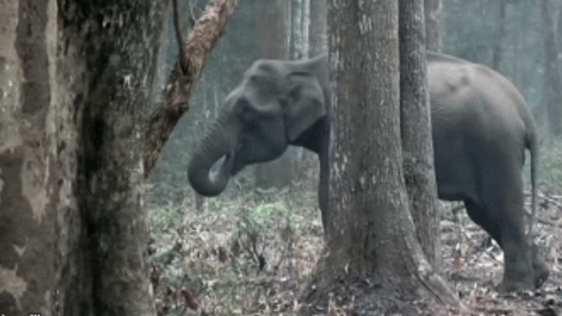 Θεριακλής ελέφαντας απολαμβάνει το τσιγαράκι του στο δάσος