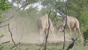 Η αέναη μάχη ανάμεσα σε δύο αρσενικά κούντου