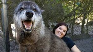 Γλίτωσαν λύκαινα με καρκίνο από τον μπόγια