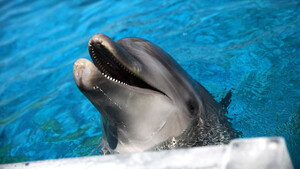 Ήξερες ότι τα δελφίνια βγάζουν μόνα τους ονόματα;