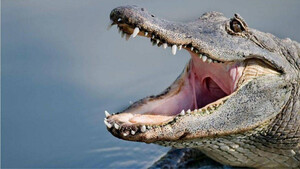 Εσύ μπορείς να ξεχωρίσεις έναν κροκόδειλο από έναν αλιγάτορα;