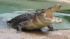 Φυγάδες έπεσαν σε μπλόκο από κροκόδειλους!