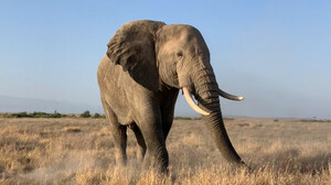 Έχεις ακούσει ποτέ ελέφαντα να φτερνίζεται;