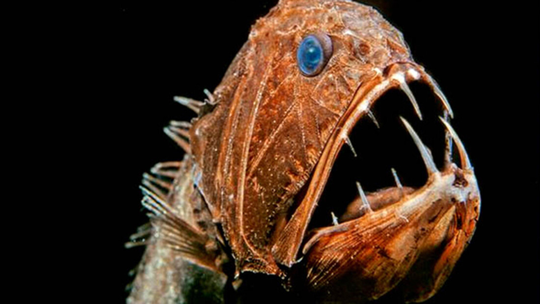 Τα πιο τρομακτικά ψάρια που υπάρχουν! 