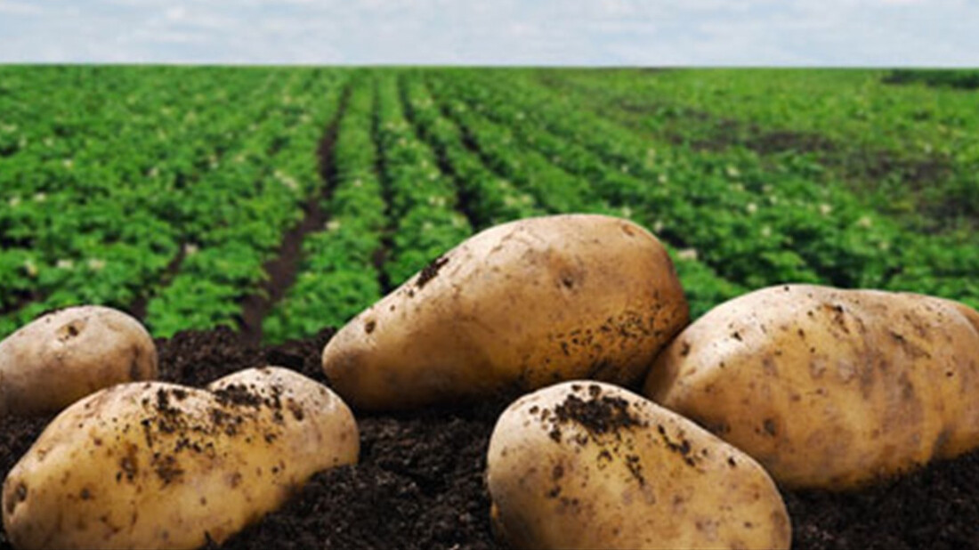 Τι συμβαίνει όταν πρασινίζουν οι πατάτες μας;