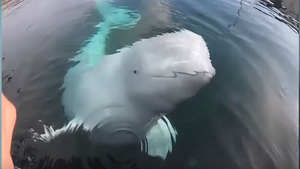 Η φάλαινα του έκλεψε την GoPro αλλά η συνέχεια είναι ΕΠΙΚΗ!