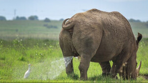 Το πιο αστείο στιγμιότυπο: Ρινόκερος «τα κάνει» πάνω σε πάπια! 