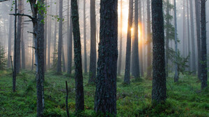Τα πιο άκυρα πράγματα που μπορεί να πετύχεις στο δάσος