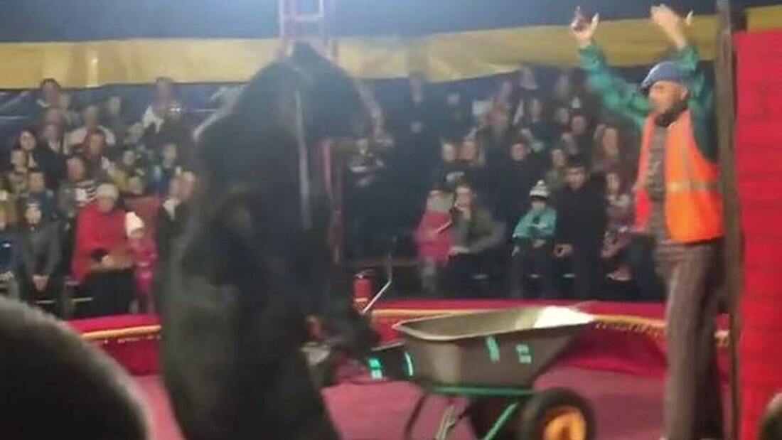 Τρόμος σε τσίρκο: Αρκούδα επιτέθηκε σε θηριοδαμαστή (Σκληρές εικόνες)