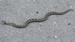 Σε δάγκωσε φίδι; Δες τι πρέπει να κάνεις