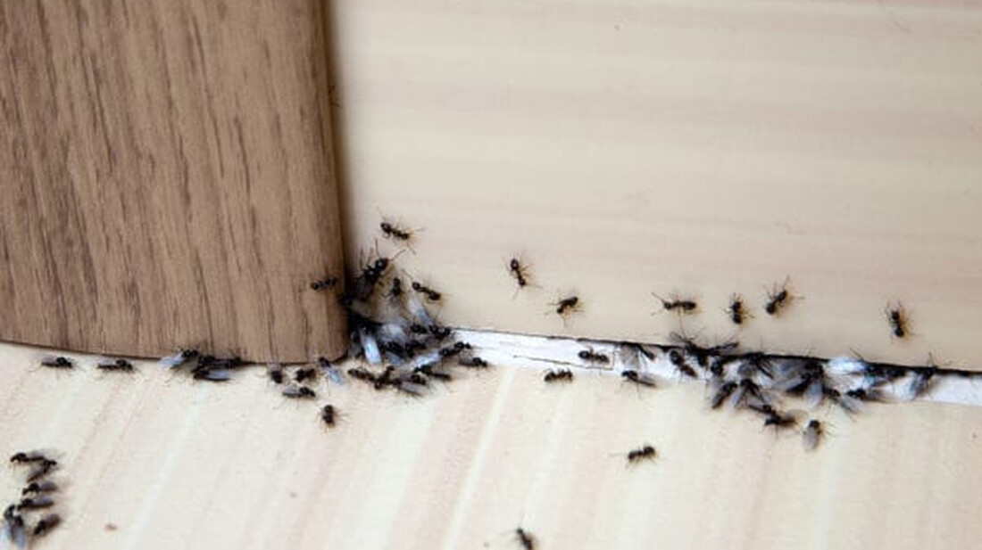 Έχετε μυρμήγκια στο σπίτι; Έτσι θα απαλλαγείτε μία και καλή
