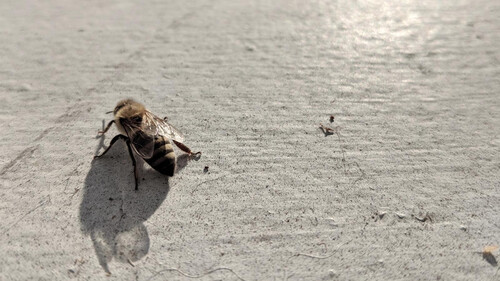 Πώς η καταστροφή των μελισσών συνδέεται με εκείνη της ανθρωπότητας