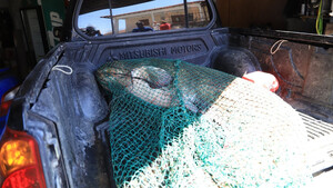 Χαμός στην Κοζάνη! Ψαράδες σήκωσαν τα δίχτυα τους και τρελάθηκαν από χαρά με ψάρι - θηρίο (photos)