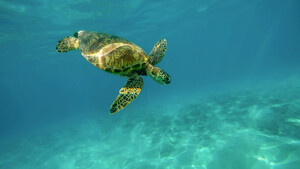 Τοποθέτησαν σε θαλάσσια χελώνα κάμερα - Οι εικόνες που είδαν «μαγεύουν» (video)