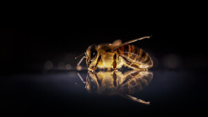 Απίστευτο βίντεο: Μέλισσες συνεργάζονται και «ψήνουν» σφήκα-δολοφόνο