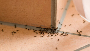 Δέχεστε... επισκέψεις από μυρμήγκια στο σπίτι; Με αυτούς τους 4 τρόπους θα τα απομακρύνετε (photos)