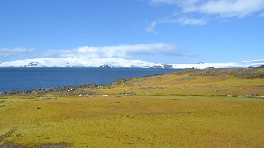 Η κλιματική αλλαγή κάνει πράσινη την Ανταρκτική