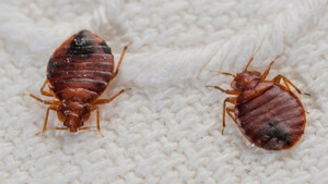 Πώς θα απαλλαγείς από τα ζωύφια που κατοικούν στο στρώμα σου