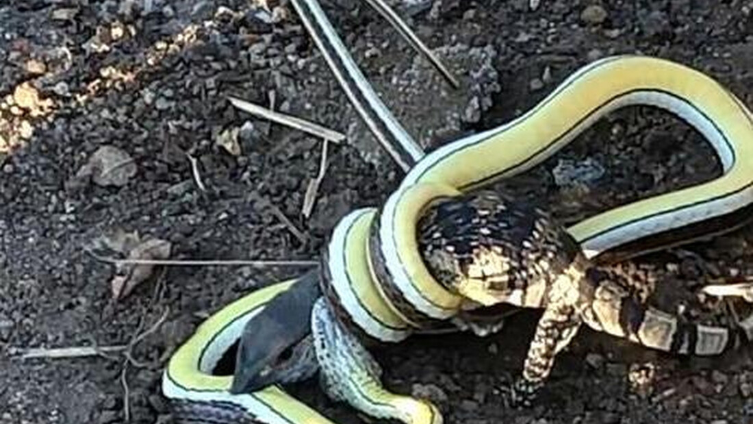 Επική μάχη - Φίδι έχει αρπάξει σαύρα που παλεύει για επιβίωση (photos+video)