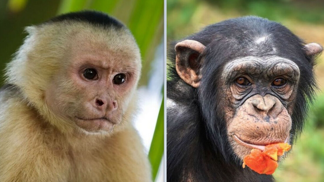 Αυτή είναι η διαφορά μεταξύ χιμπατζή και πιθήκου