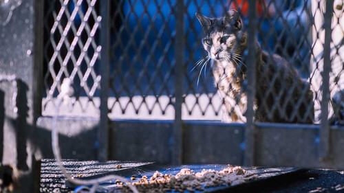 Ένας στρατός από αδέσποτες γάτες καθαρίζει τη Νέα Υόρκη