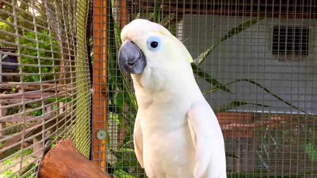 Παπαγάλος τραγουδάει άπταιστα το «Σαν πας στην Καλαμάτα»