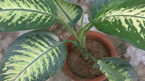Προσοχή: Αν έχετε αυτό το φυτό στο σπίτι σας μπορεί να πάθετε τοξική δηλητηρίαση