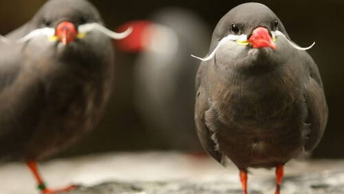 Αυτό είναι το μοναδικό πουλί στον κόσμο που έχει μουστάκι