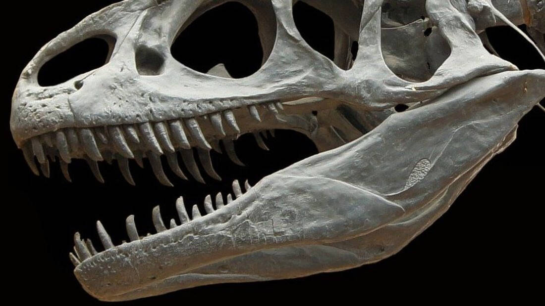 Έρευνα: Ανακάλυψαν μεγαλύτερο σαρκοβόρο δεινόσαυρο από τον T Rex