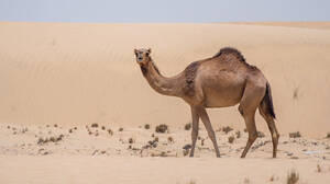 Καμήλες αποκλείονται από καλλιστεία επειδή είχαν κάνει μπότοξ