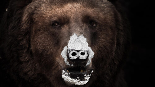 Η συγκλονιστική αληθινή ιστορία πίσω από το Cocaine Bear