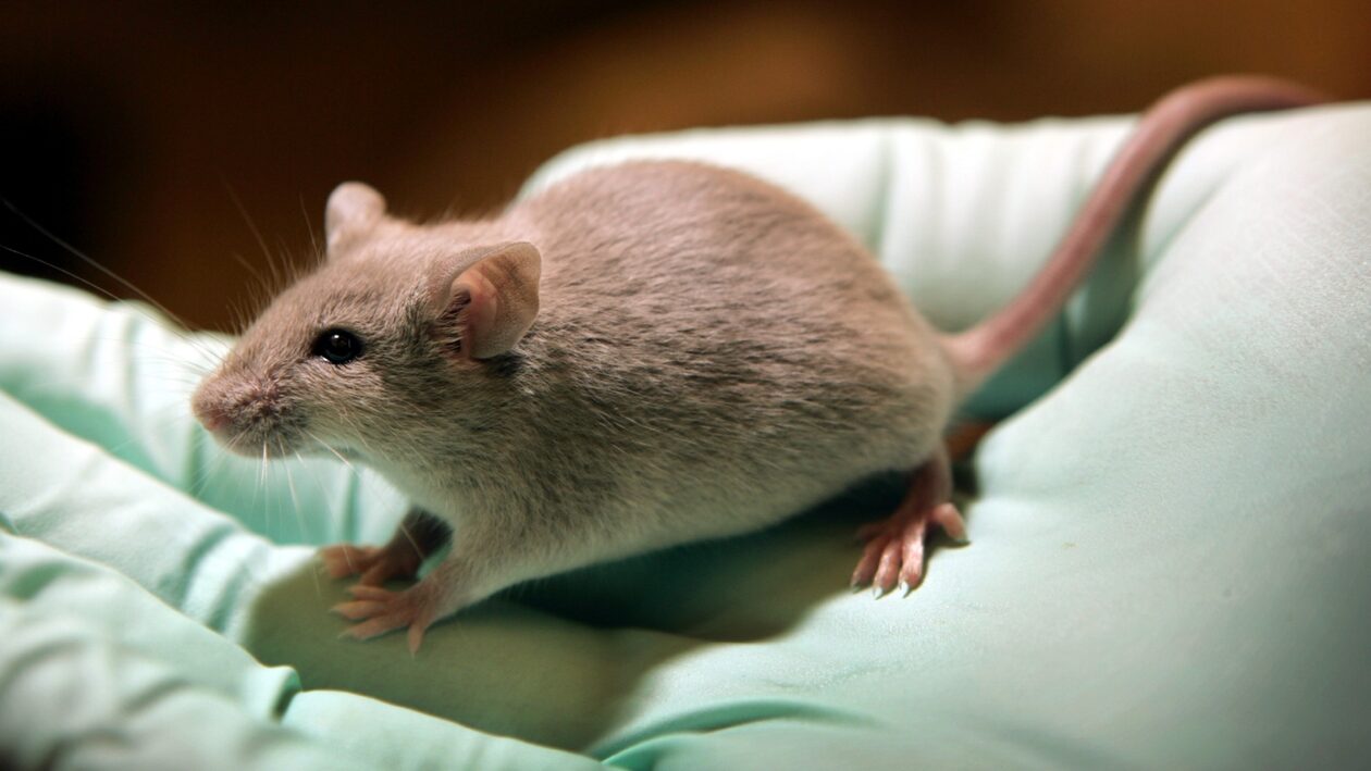 Η ταυρίνη βοηθάει στην επέκταση ζωής των ποντικιών. Τι συμβαίνει με τους ανθρώπους;