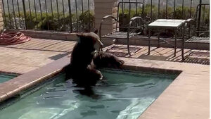 Αρκούδα «εισβολέας» υπέκυψε στις ορέξεις της και απαλλοτρίωσε ψυγείο