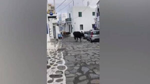 Μύκονος: Αγελάδες κάνουν... βόλτες στους δρόμους