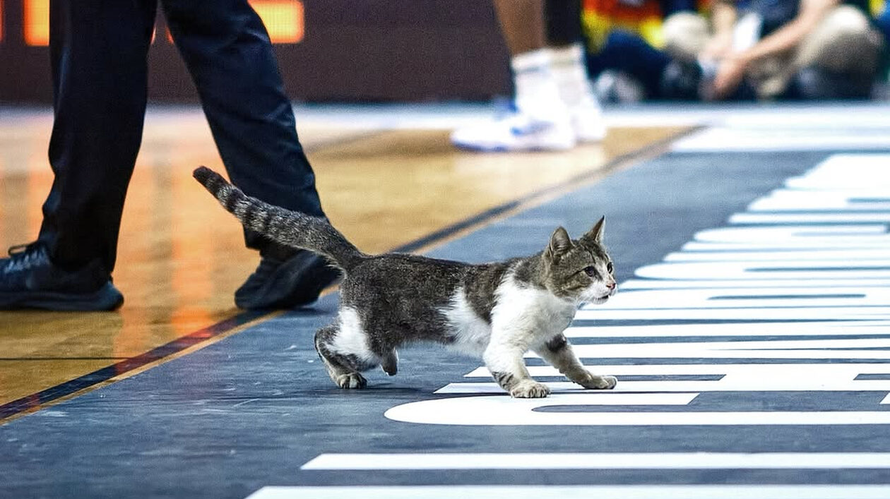 To Final 4 του BCL είχε…Claw and Order: Μια γάτα για MVP!
