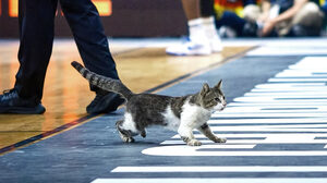 To Final 4 του BCL είχε…Claw and Order: Μια γάτα για MVP!