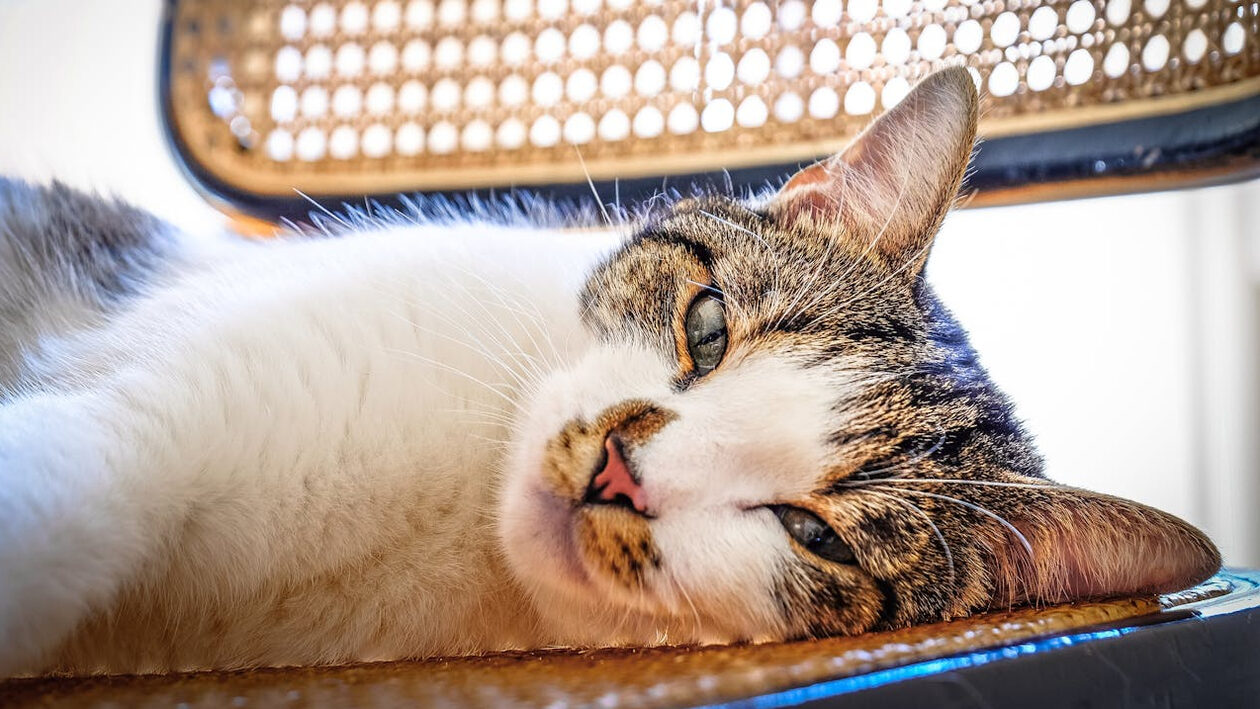 Πότε οι γάτες έγιναν κατοικίδια;