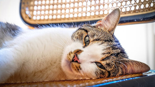 Πότε οι γάτες έγιναν κατοικίδια;